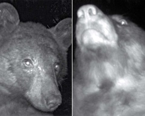 Colorado Bear Takes Hundreds Of 'Selfies' On Wildlife Camera Trap