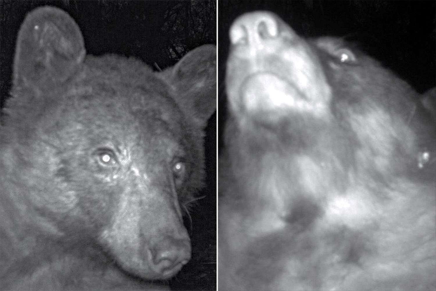 Colorado Bear Takes Hundreds Of 'Selfies' On Wildlife Camera Trap